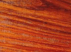 cocobolo x.gif (17098 bytes)