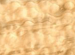 quilted maple x.gif (17004 bytes)